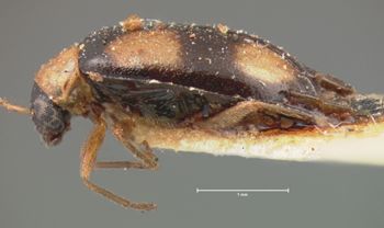 Media type: image; Entomology 18438   Aspect: habitus lateral view